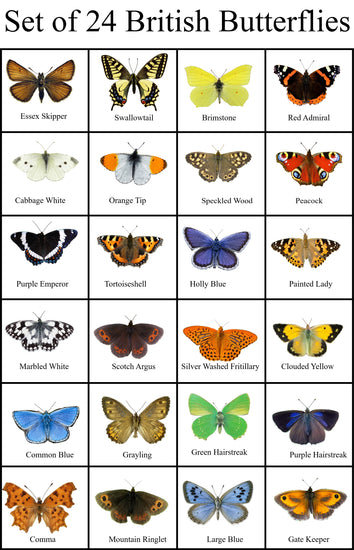 set of 24 British butterflies