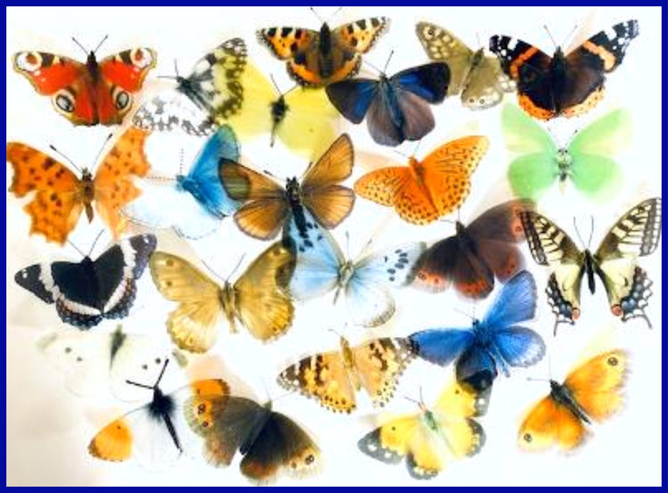 set of  British butterfly collection