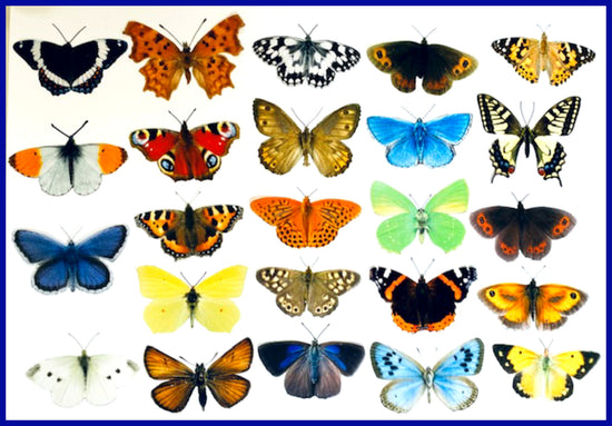 set of 24 British butterfly collection with names