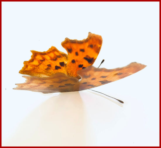 Comma butterfly