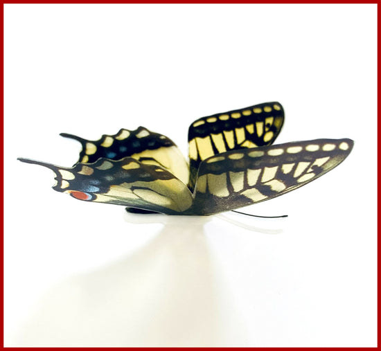 Swallowtail butterfly yellow
