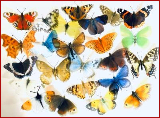 set of 24 British butterfly collection