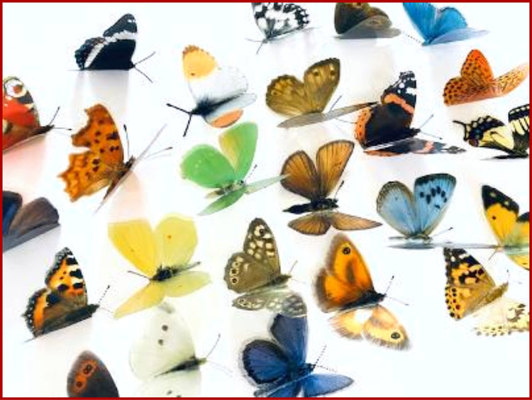 24 British butterflies, set of 24 British butterflies collection.