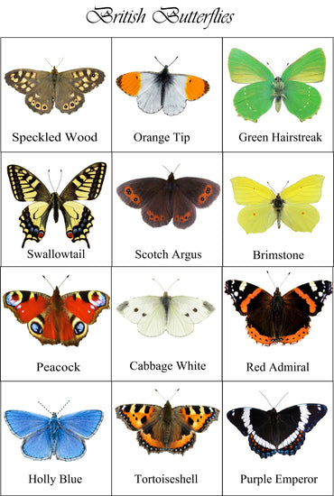 British butterfly collection by Flutterframes