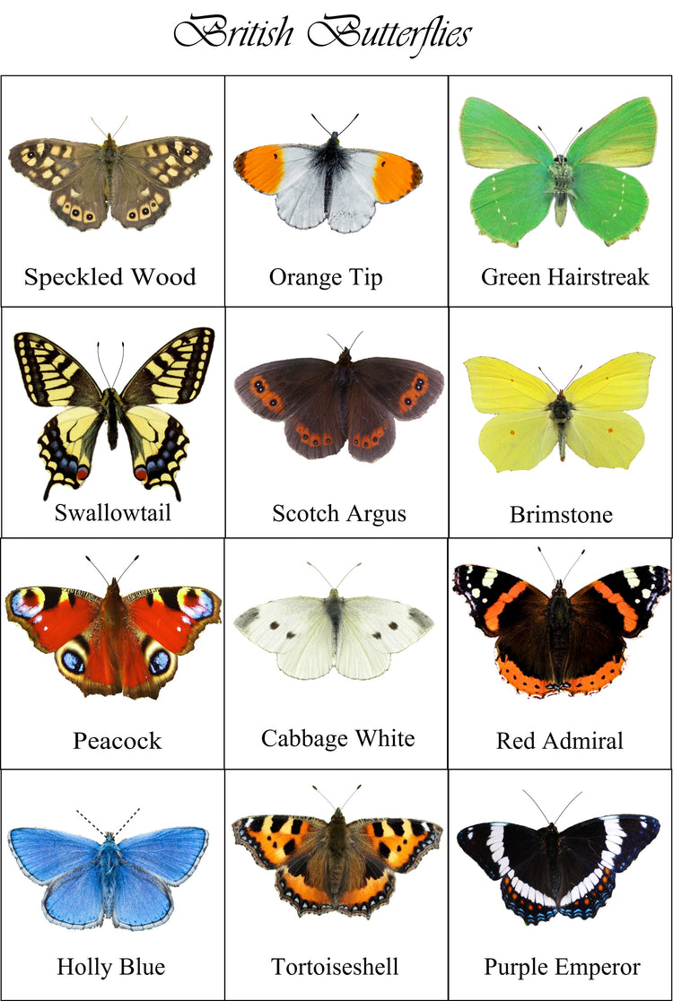British butterfly collection by Flutterframes