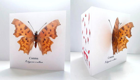Comma butterfly 3d butterfly birthday card