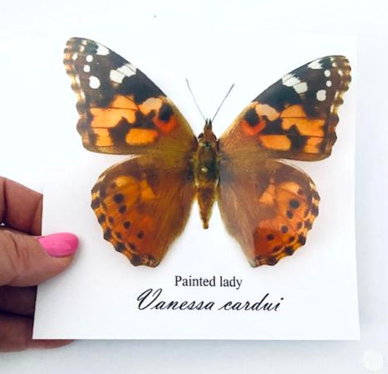 Lesser Wanderer butterfly birthday card