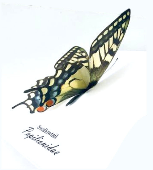 Swallowtail butterfly  personalised birthday card