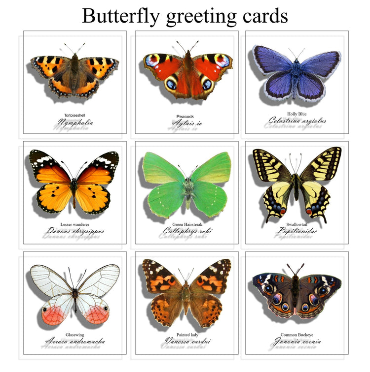 Collection of butterflies greeting card