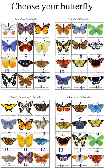 butterfly collection natural