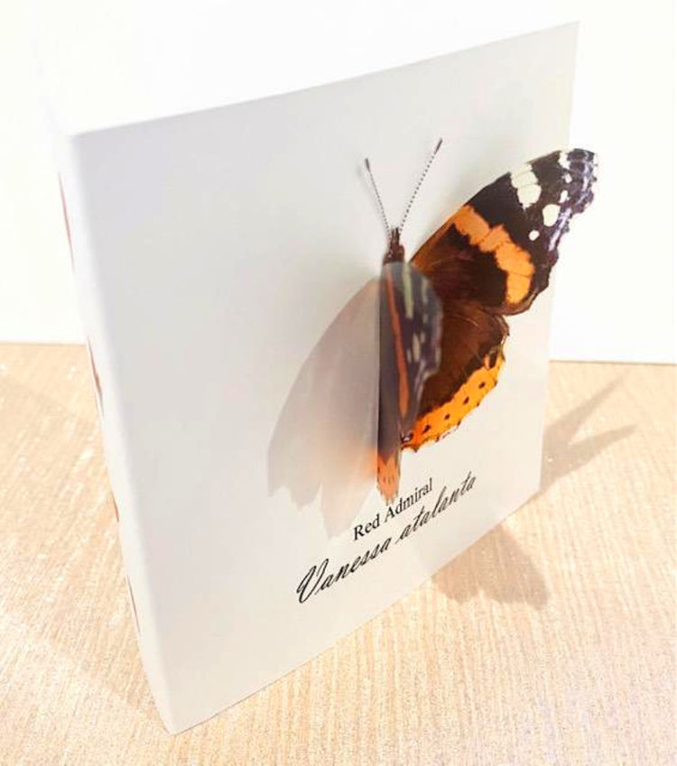 Red Admiral gift 