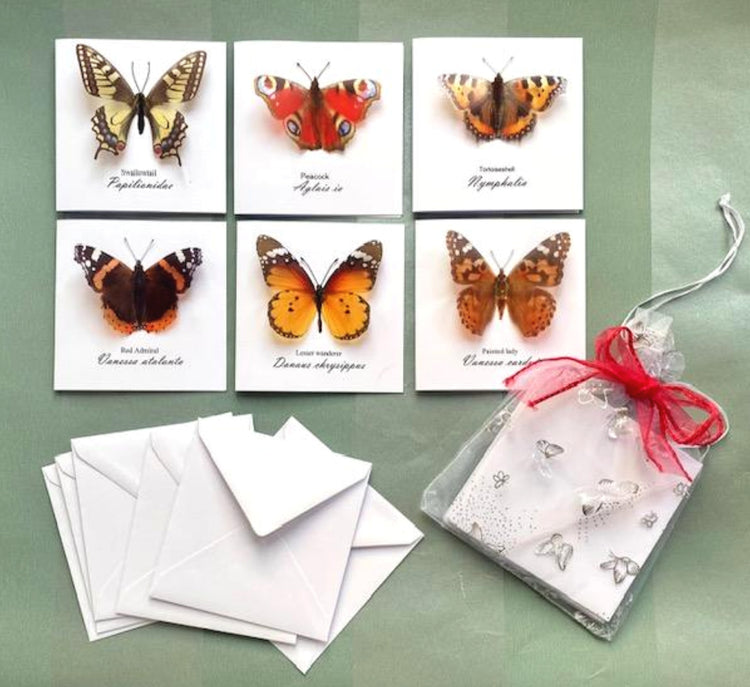  Butterfly blank notelets pack