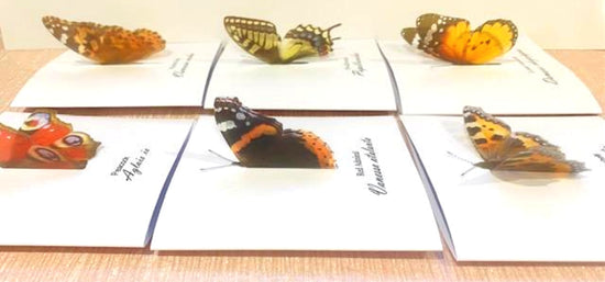 3d effect Realistic Butterfly greeting cards