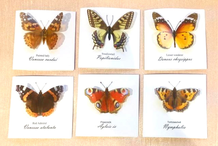  Butterfly blank cards