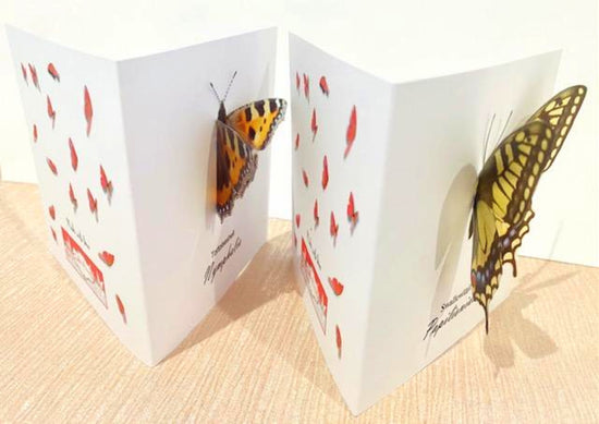 Tortoiseshell and Swallowtail butterfly