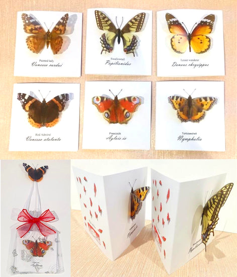 3d Butterfly blank cards