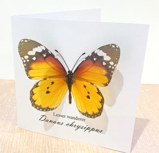 Lesser Wanderer blank cards