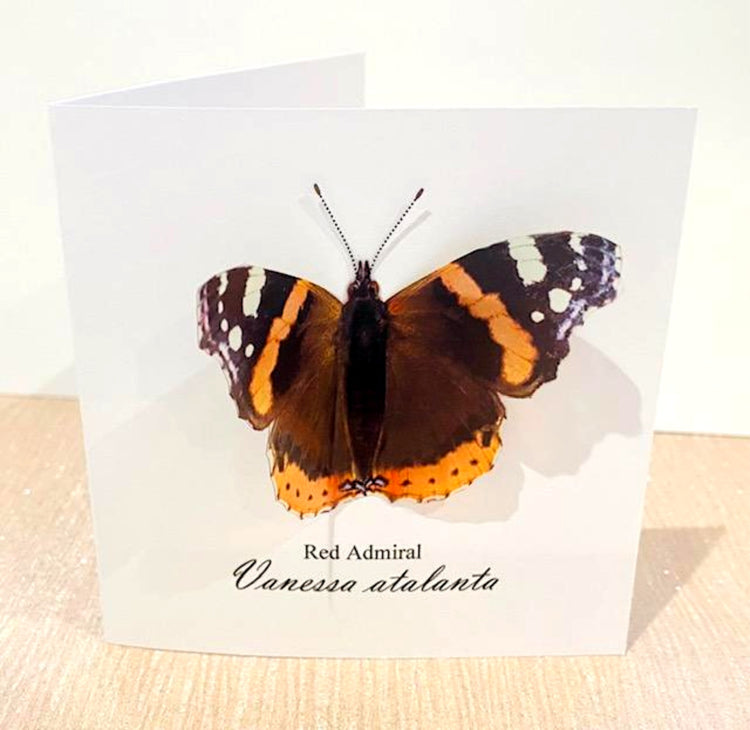 Red Admiral  Butterfly blank cards