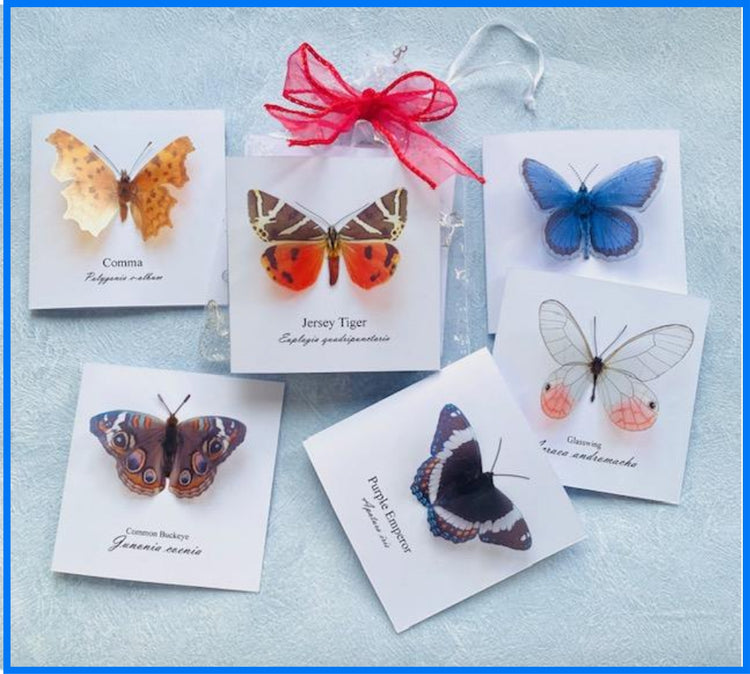 3d butterfly pop up  notelets cards