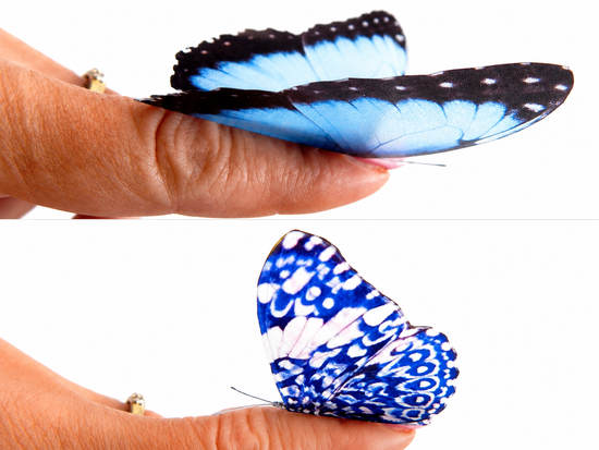 collection of butterflies 8, 3d stickers handmade by flutterframes