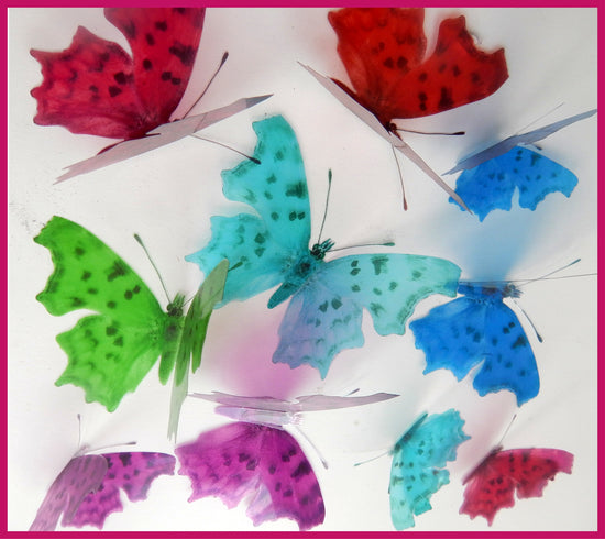 multi coloured  Comma butterfly Polygonia c-album