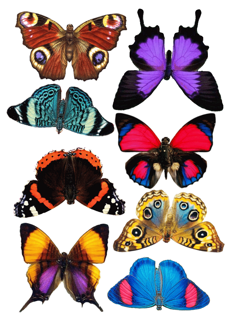 bright  paper butterflies for crafts handmade