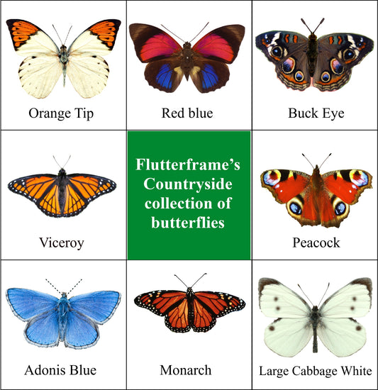 Natural butterfly decor, countryside butterfly collection