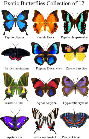 Prepona Dexamenses, Papilio Chrapkowskii, Papilio Ulysses,