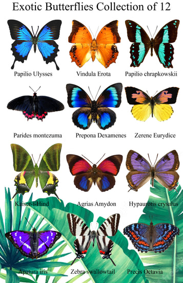 Exotic artificial butterflies collection