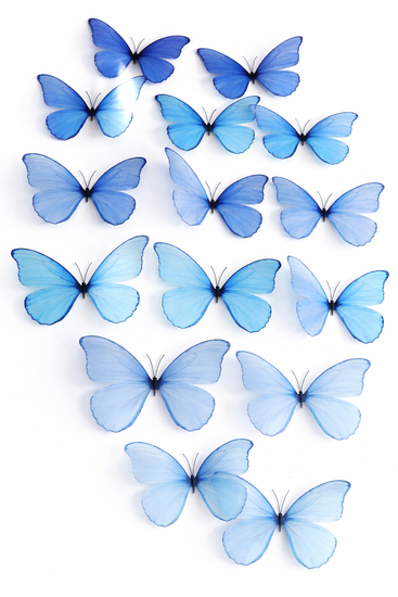 lots of blue butterflies for the wall