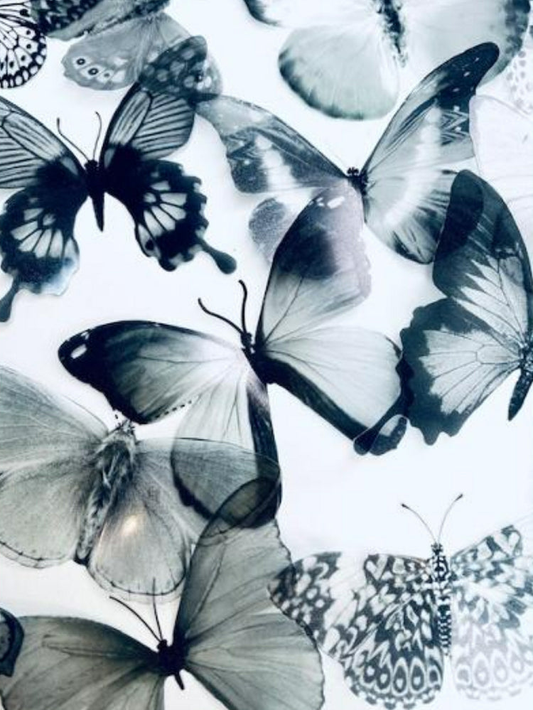 Set of 16 monochrome 3D butterflies. Black and white butterflies