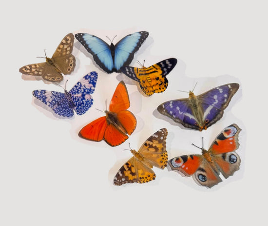 8 natural 3D butterflies,like in Escape to the Chateau, from the Country collection