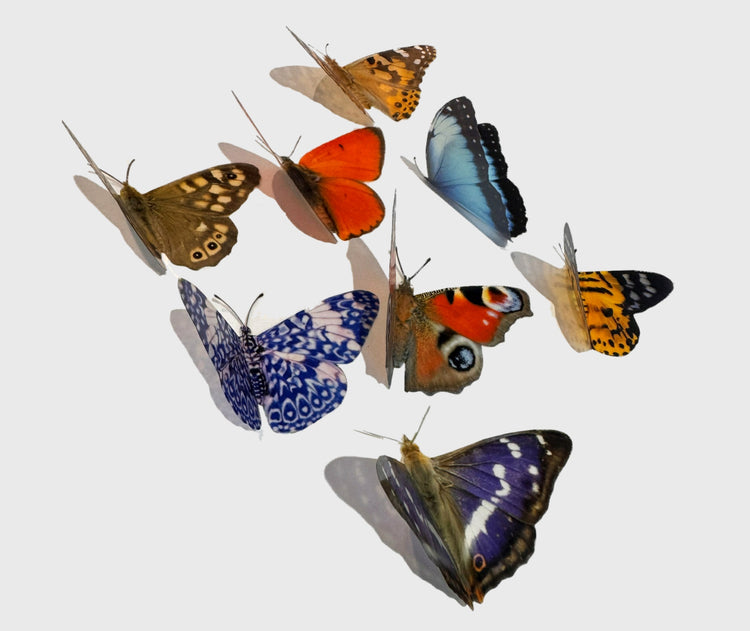 8 natural 3D butterflie