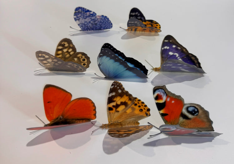 set of 8 butterfly 3d stickers handmade by flutterframes