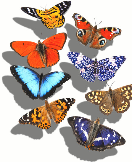 butterfly 3d stickers handmade