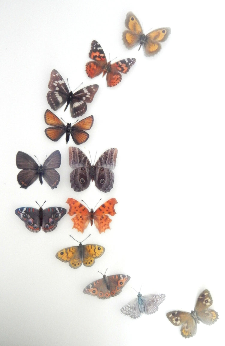 brown butterflies for home decor