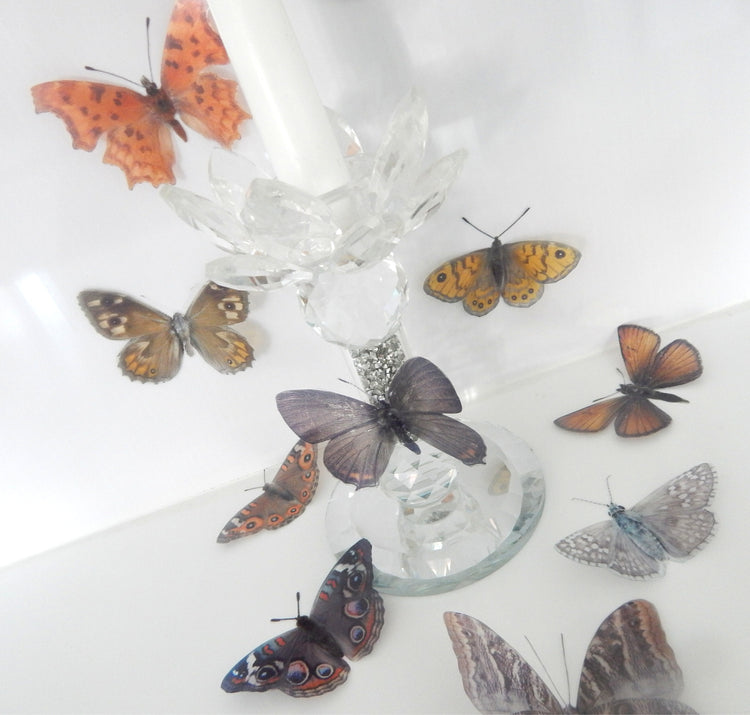 collection of brown natural  butterflies