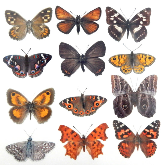 collection worldwide butterflies in brown