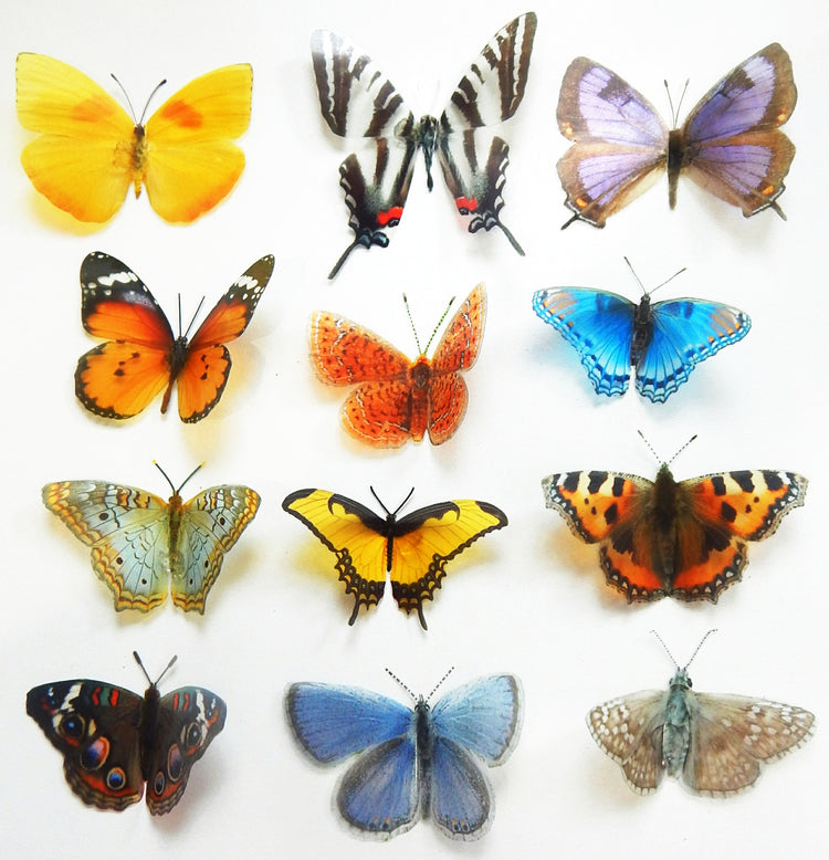 USA North American butterfly collection