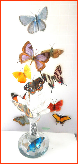 USA North American butterfly collection of 12