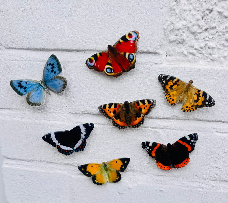 Red Admiral, Large Blue, Peacock, Tortoiseshell, ,Purple Emperor, Clouded yellow and Painted lady.