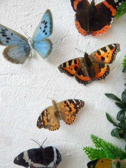 outdoor British butterflies