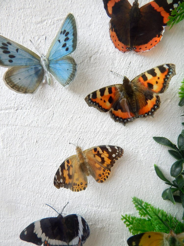 outdoor British butterflies