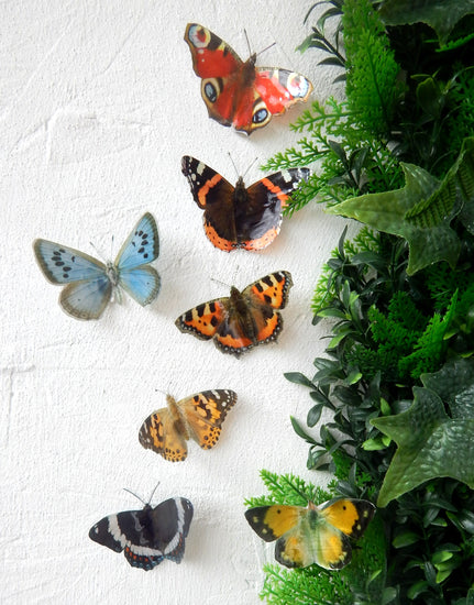 set of 7 outdoor British butterflies