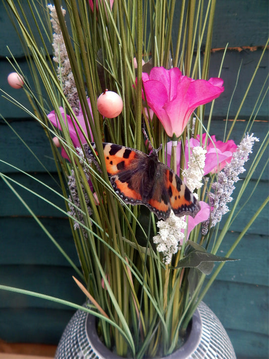 outdoor peacock butterfly