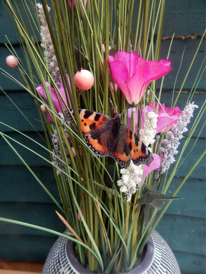 outdoor peacock butterfly