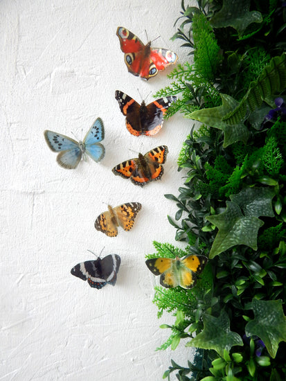 fade resistant outdoor  set of British butterflies
