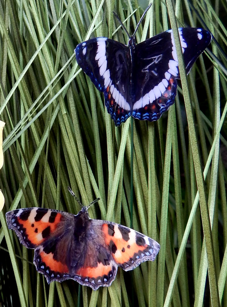 purple emperor and Red Admiral outdoor butterfly