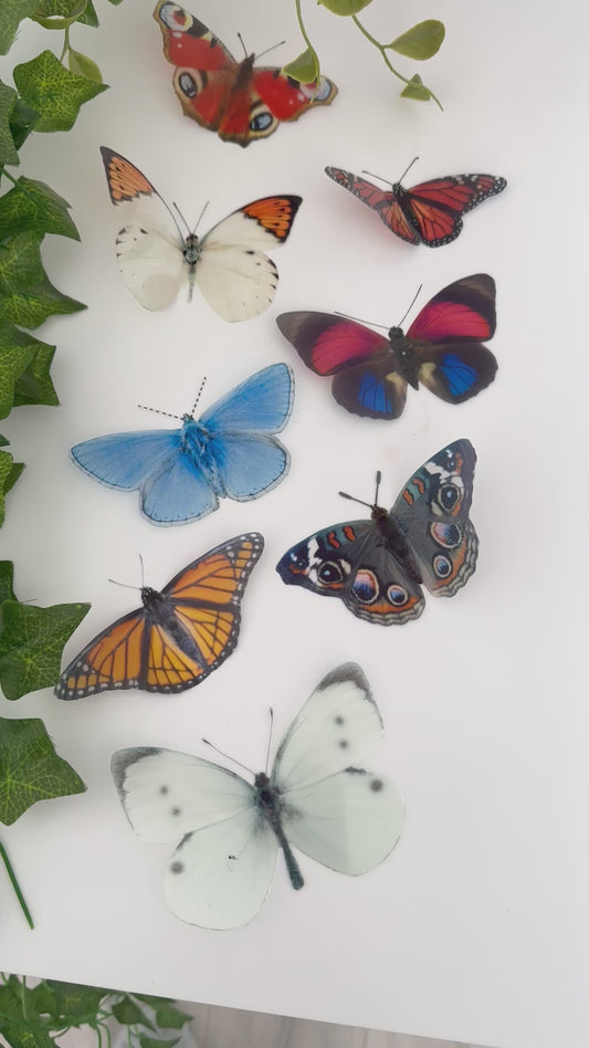 Natural butterflies, realistic collection