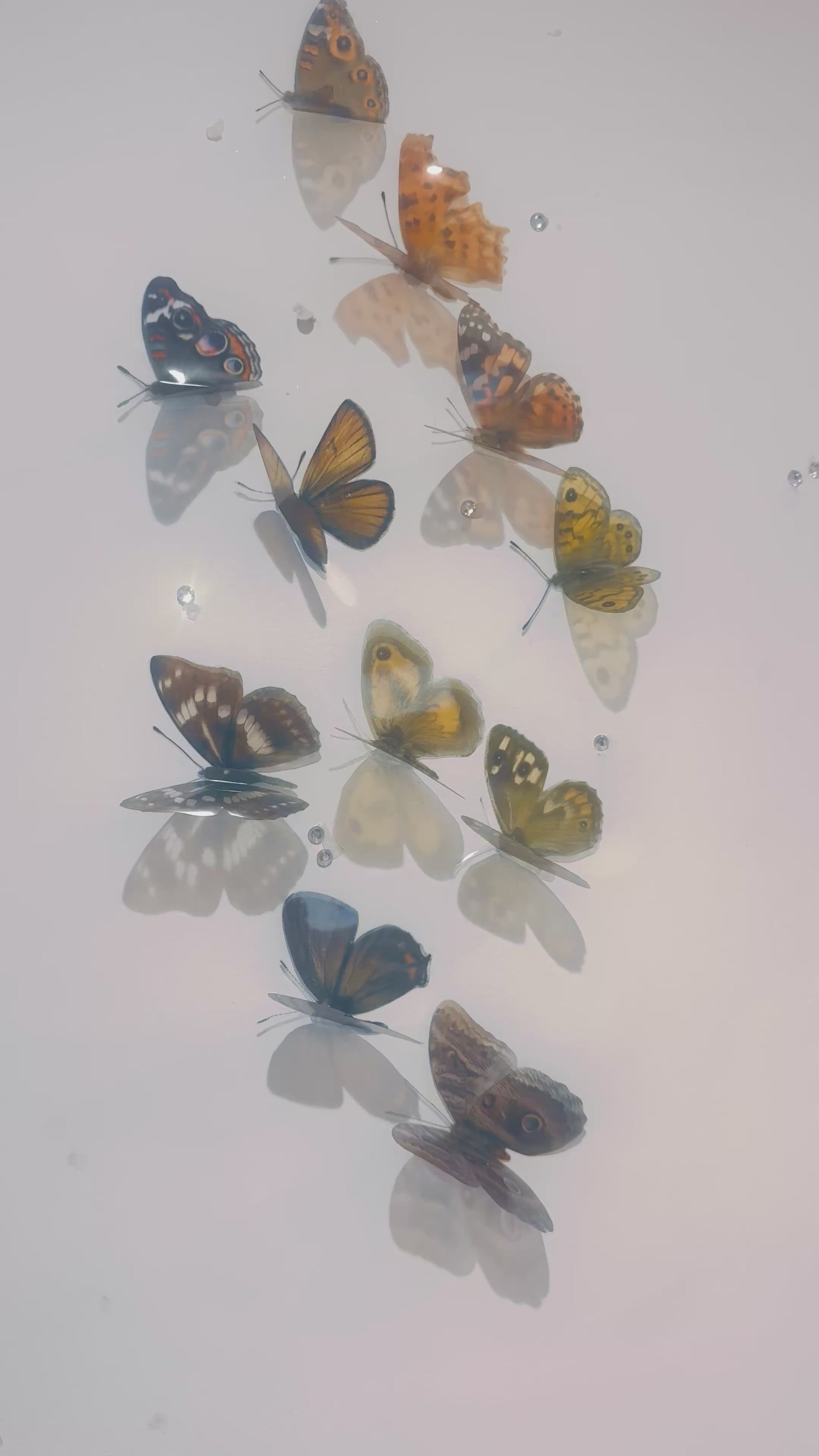 natural shades of browns butterfly collection